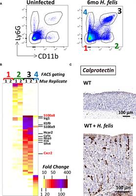 The Cxcr2+ subset of the S100a8+ gastric granylocytic myeloid-derived suppressor cell population (G-MDSC) regulates gastric pathology